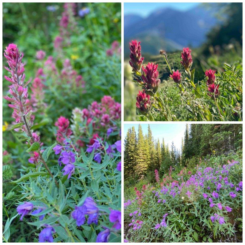 rocky mountain wildflowers