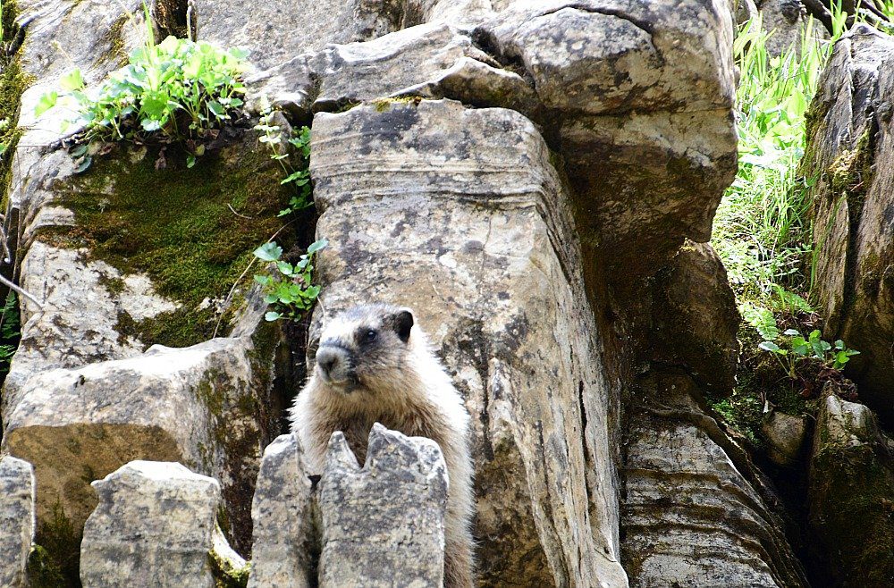 Marmot national park canada