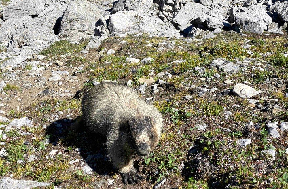 marmot hiking