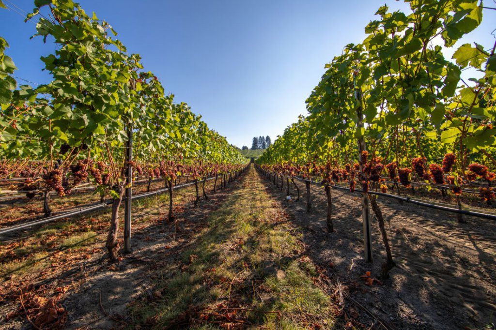 wine tours in penticton