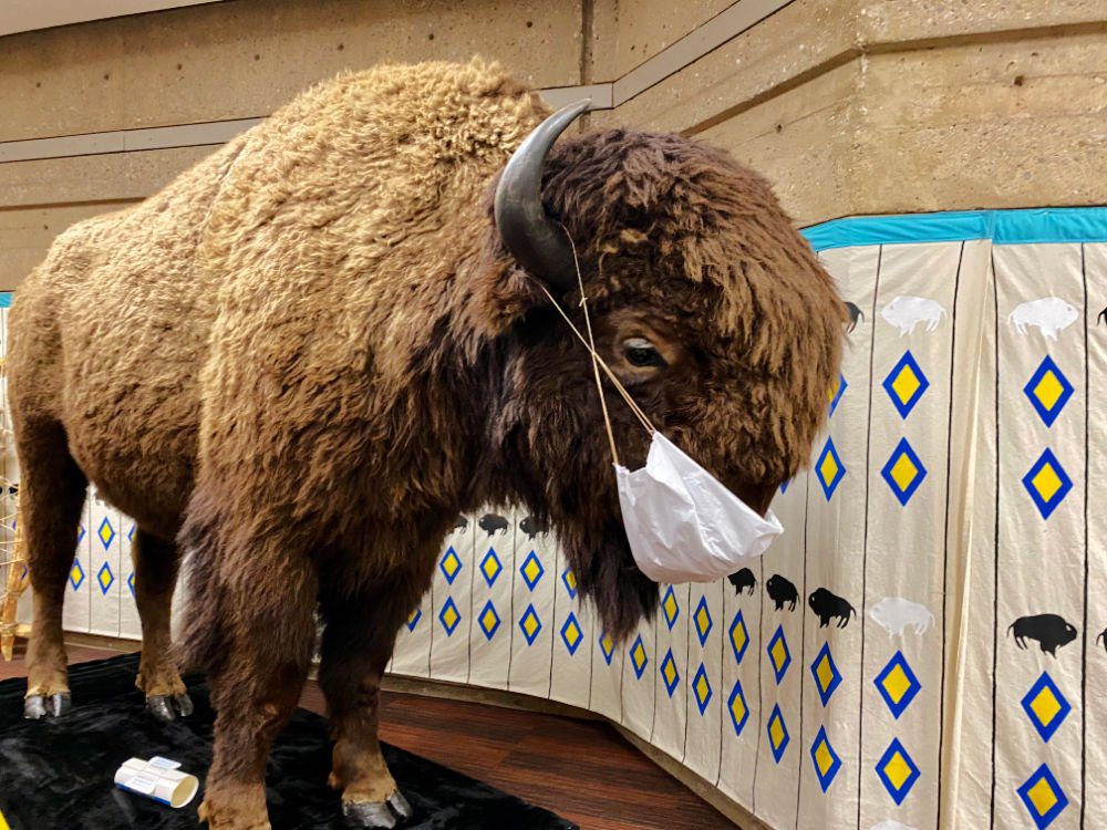 buffalo at Head-Smashed-In Buffalo Jump