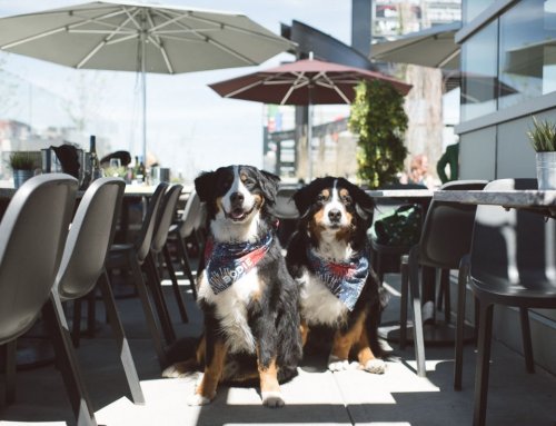 Looking for the best Calgary patio this summer? Here are 25+ great options!