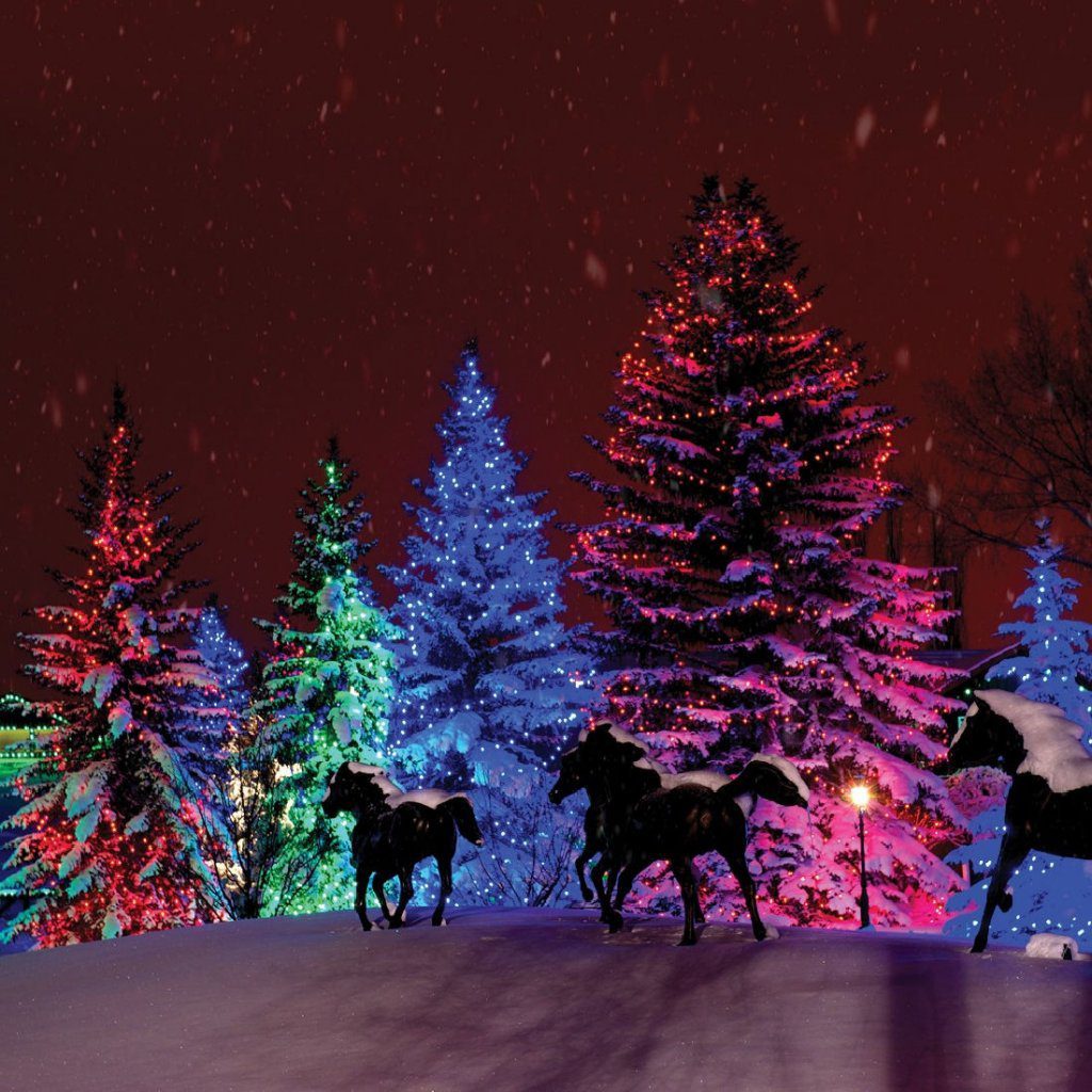 Spruce Meadows christmas tree lights