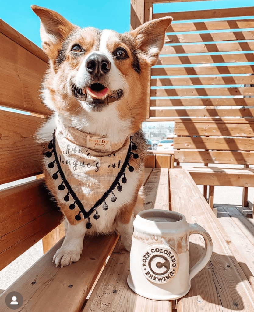 corgi dog outside patio