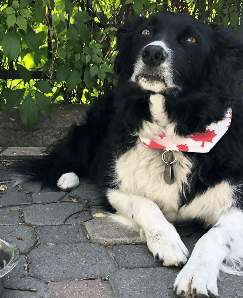 dog friendly restaurants calgary