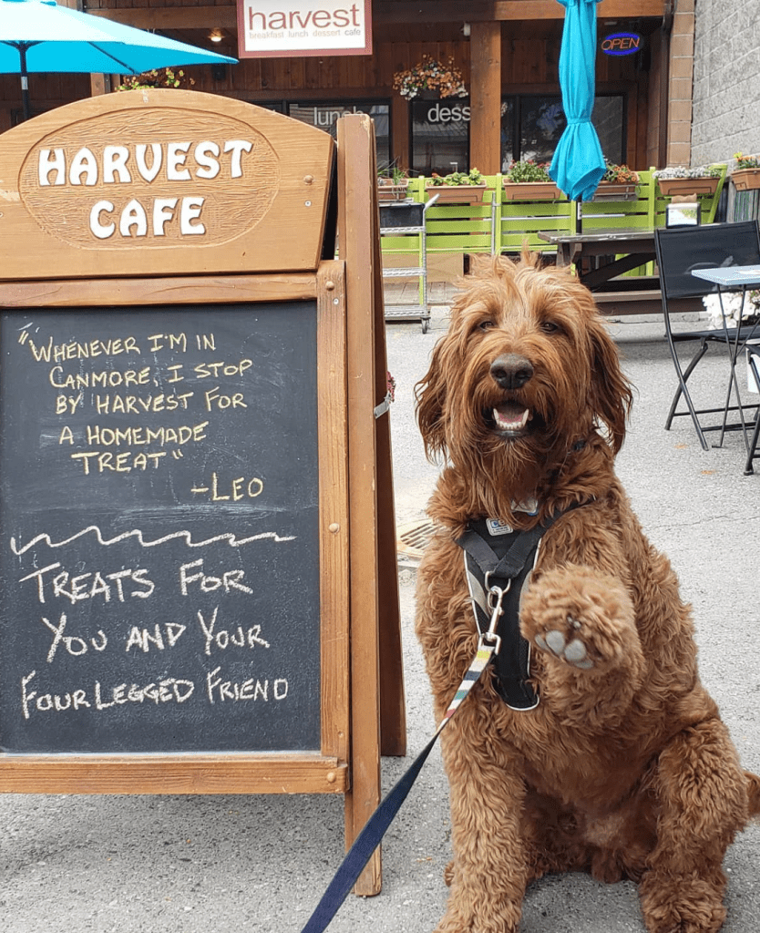 dog friendly patios canmore