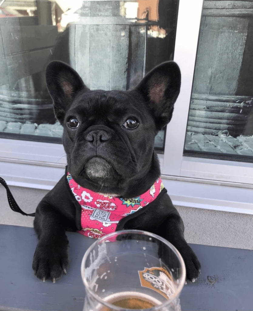 dog friendly marda loop