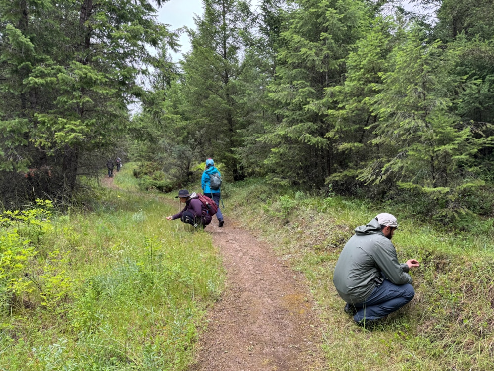 Forest therapy trail in radium bc