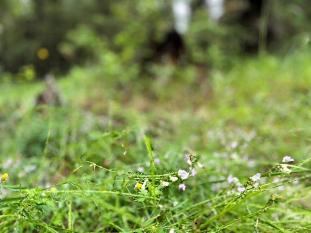 delicate flowers on the forest floor