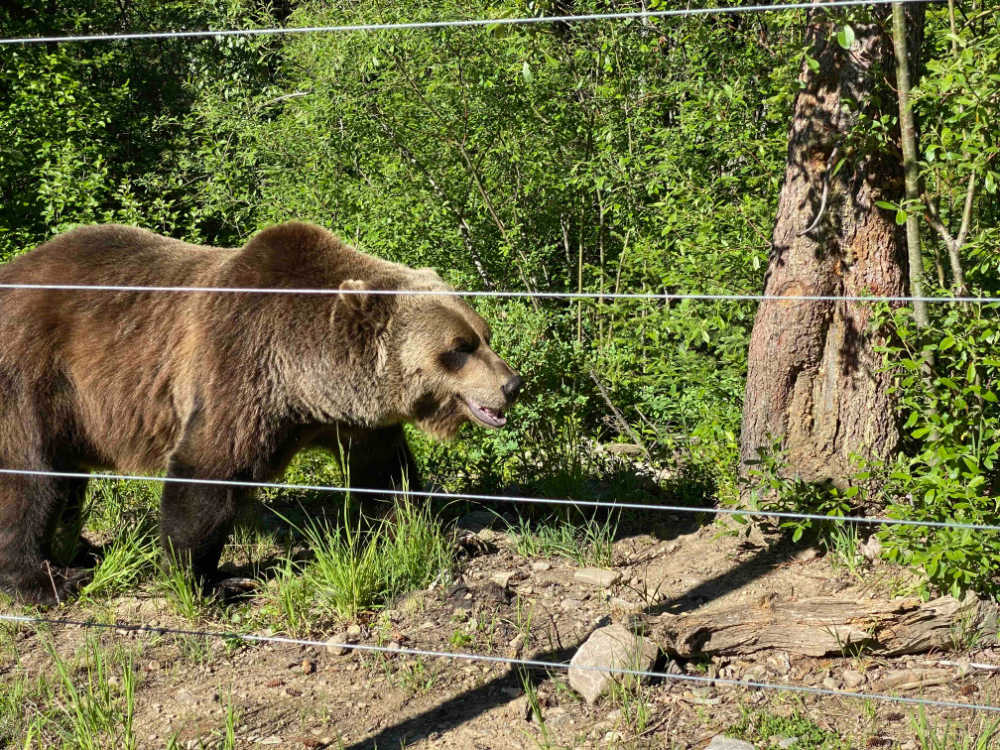 Boo the bear at kicking horse mountain resort
