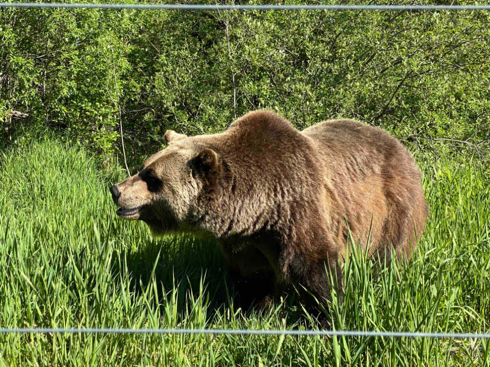 Kicking Horse's Grizzly Bear Refuge