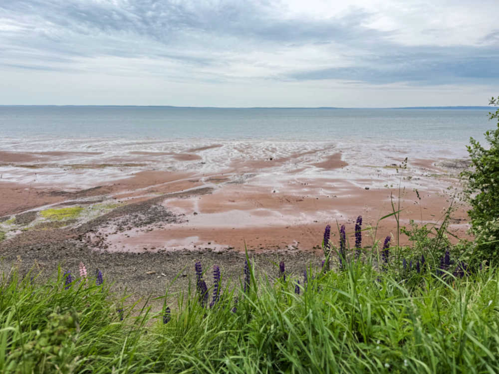 Low tide bay of fundy nova scotia