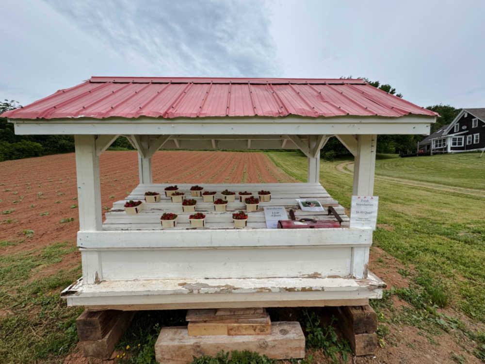 farm strawberries