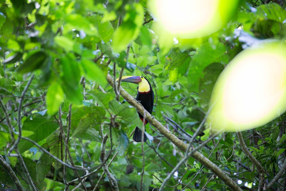 toucan costa rica
