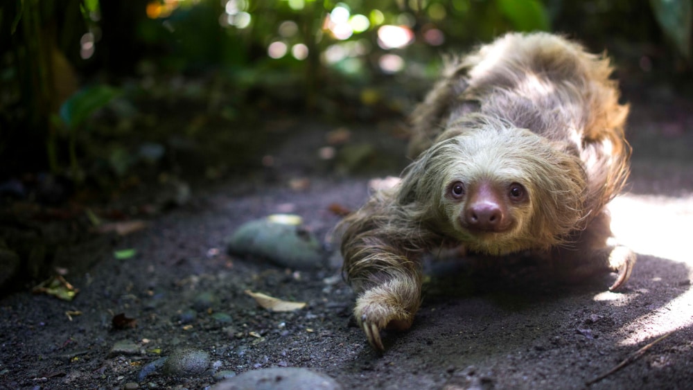 sloth in Costa rica