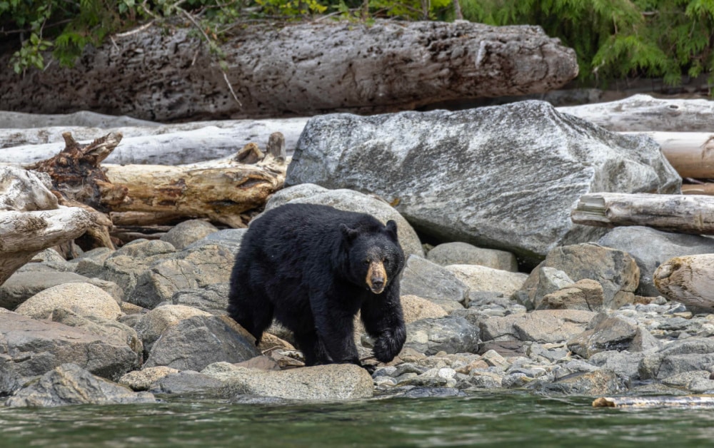 bear watching vancouver island