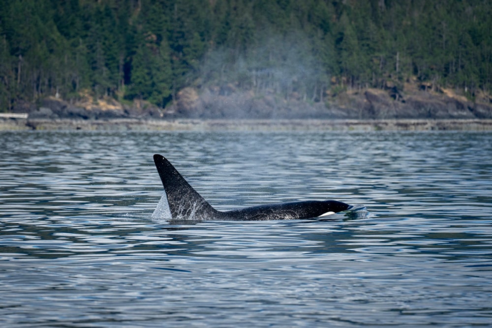 whale tours campbell river